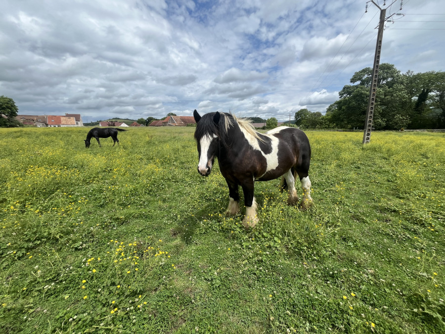 Vente de cheval : Loustic DES MAZIERS