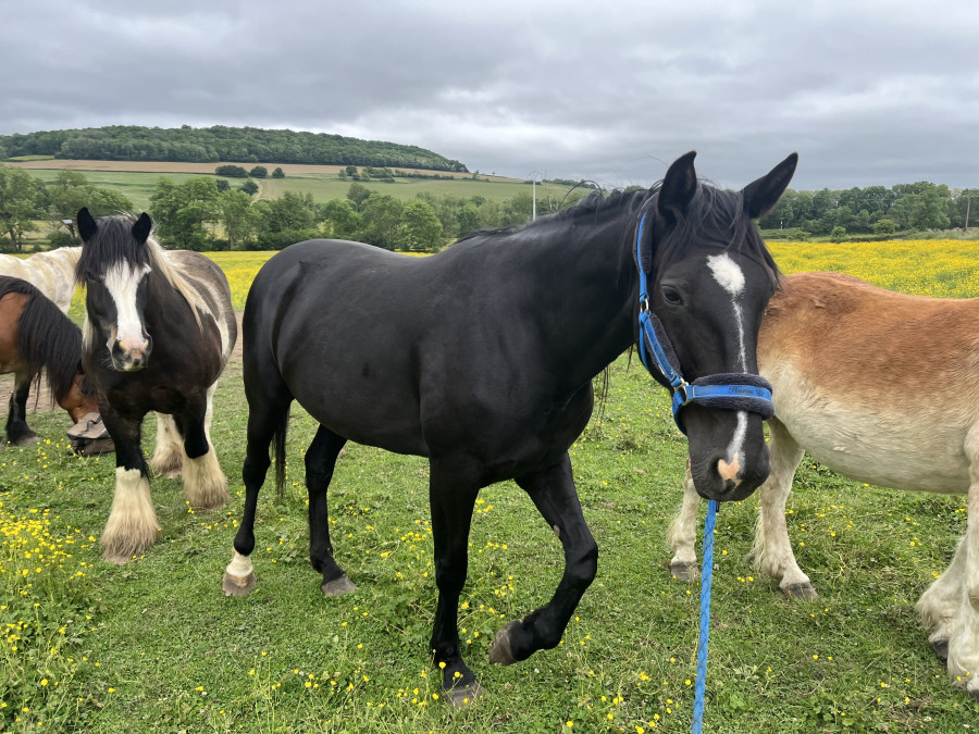 Vente de cheval : Fantasia PHIL