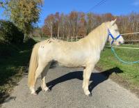 Poneys A Vendre En Midi Pyrenees Chevalannonce Com Poneys A Vendre En Midi Pyrenees Chevalannonce Com