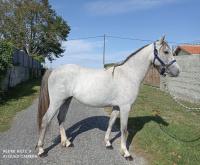 Poneys A Vendre En Midi Pyrenees Chevalannonce Com Poneys A Vendre En Midi Pyrenees Chevalannonce Com