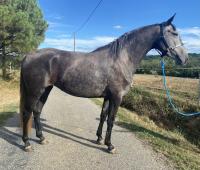 Vente de cheval : HARMONIE des Hounts