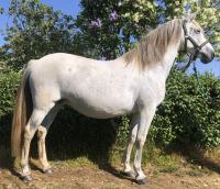 Chevaux A Vendre Pas Cher En Midi Pyrenees Chevalannonce Com