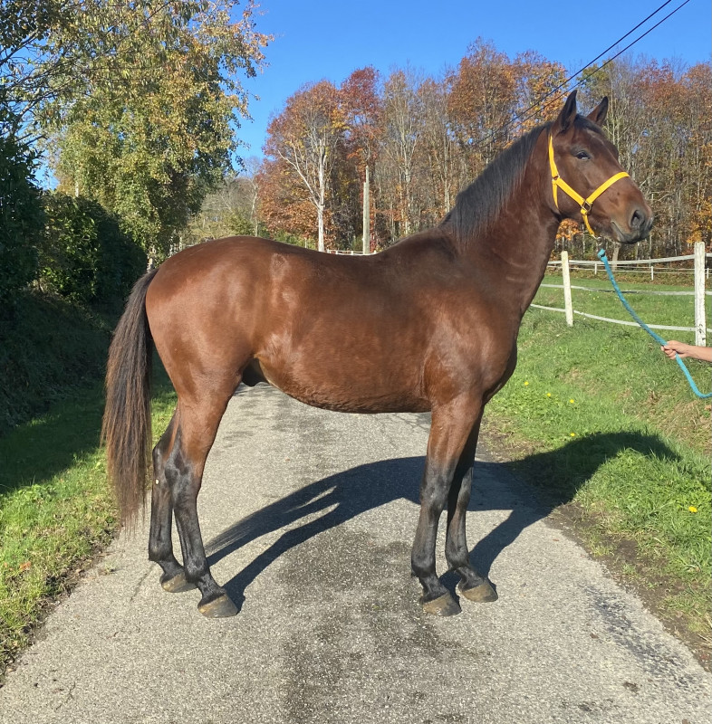 HIP HOP des Hounts Dressage ou CSO