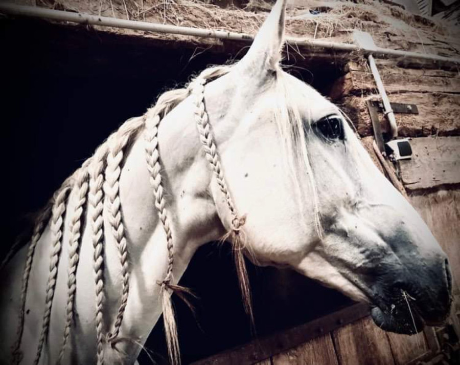 Vente de cheval : Delicia du passage 