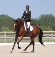 Vente de cheval : FLASH   