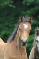 Vente de poney