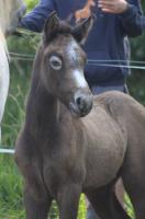 Vente de poney