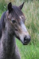 Vente de poney