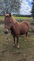 Vente de poney