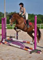 Demi pension cheval Poney F Selle