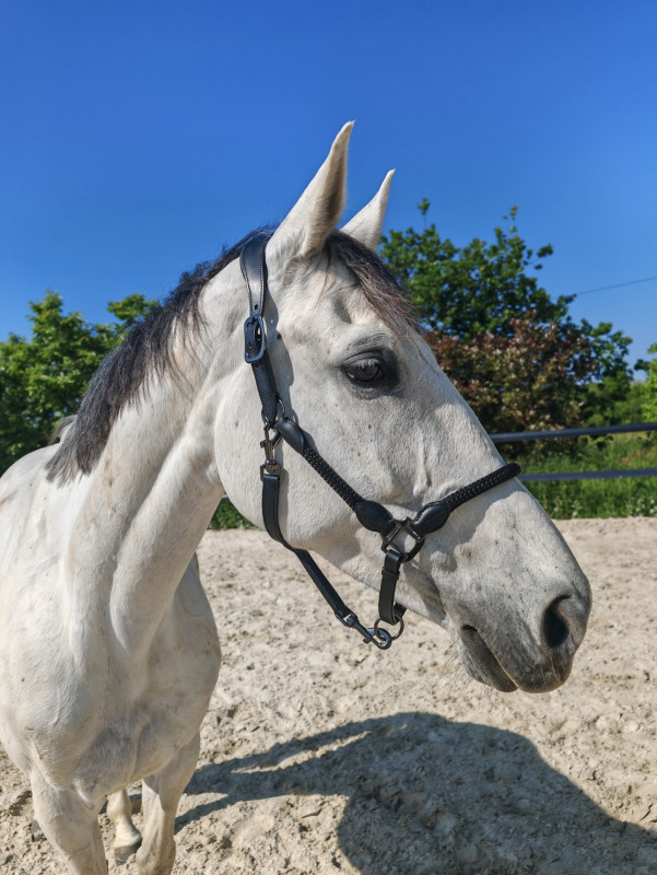 Vente de cheval : Hautecouture
