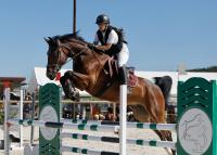Vente de cheval : Charm 