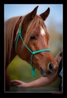 Vente de cheval : Marquisio