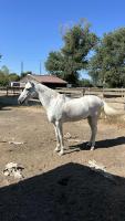 Vente de cheval : Hajla