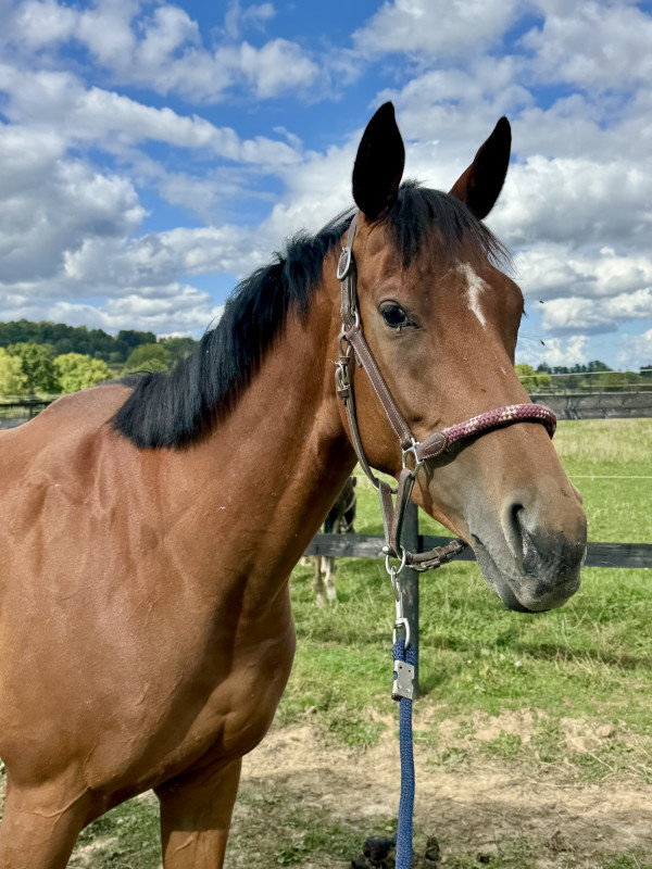 Vente de cheval : Lamajestik