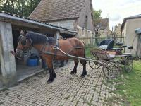 Vente de cheval : calina 2
