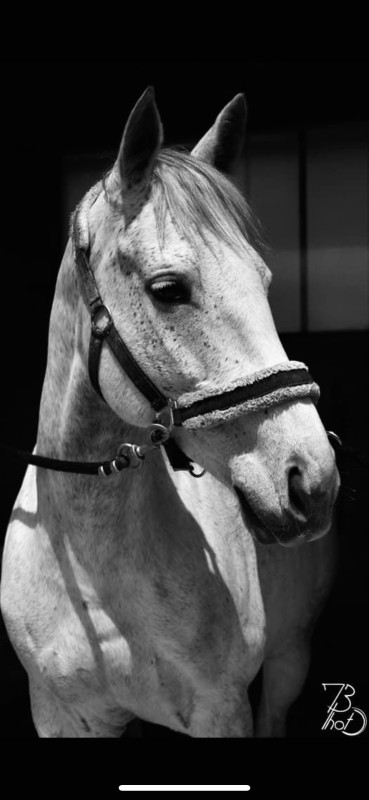 Vente de cheval : Cetswana 