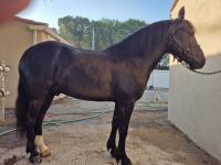 Vente de cheval : JUMP DE LA RHUNE