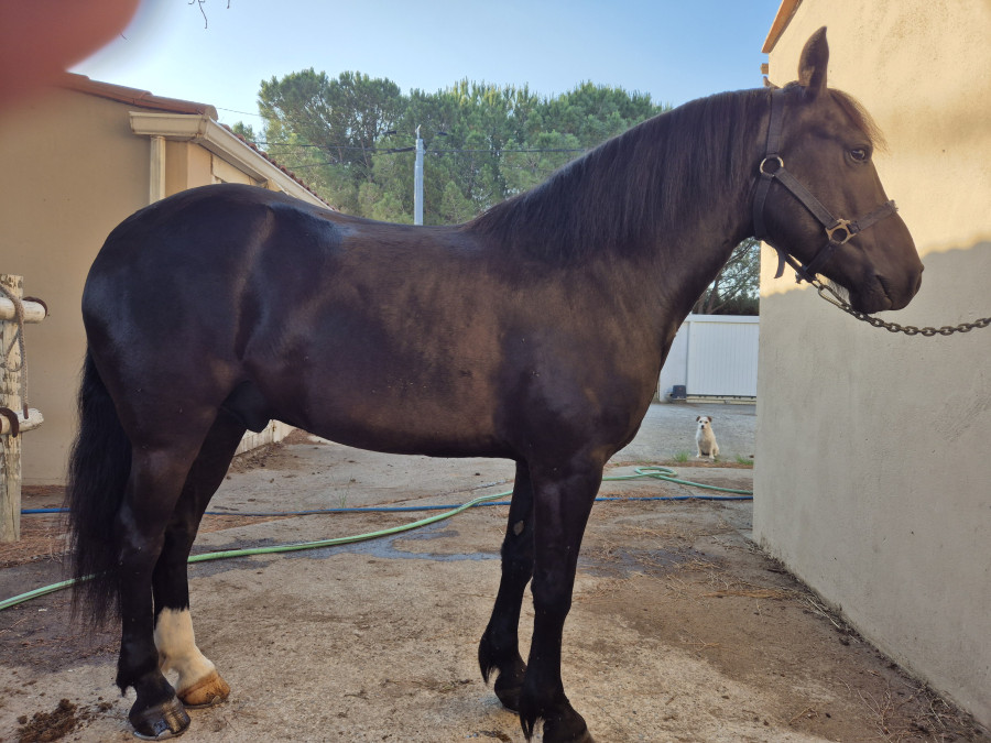 Vente de chevaux