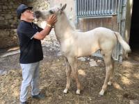 TRAVAIL DE CHEVAUX EN EXTRIEUR DBOURRAGE/ REMISE