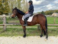 Vente de poney