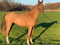 Vente de cheval : JAZZY DU GUE