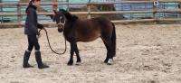 Vente de poney