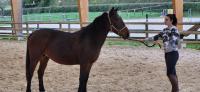 Vente de poney