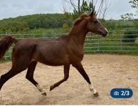 Vente de cheval : Dkz Ralib