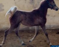 Vente de cheval : Ragnar de Gacia