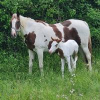 Vente de cheval : Indian de Gacia