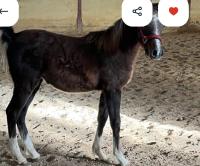 Vente de cheval : Lucilla