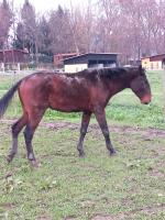 Vente de cheval : Rubi