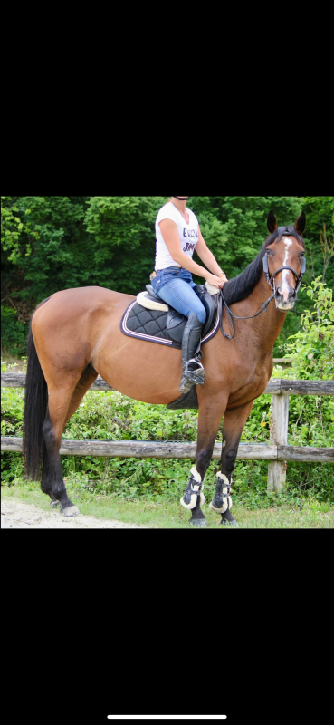 Vente de cheval : guetteuse 