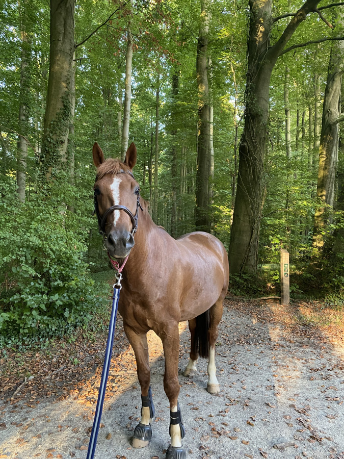Vente de cheval : Jexcelle Carwyn