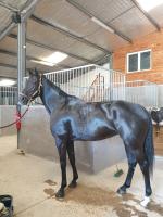 Vente de cheval : Franzi du Hans