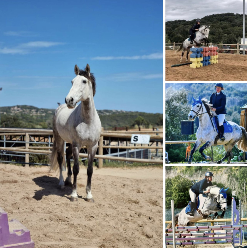Vente de cheval : Hercules
