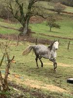Vente de cheval : Hermine de more