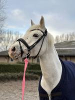 Vente de cheval : Heaven