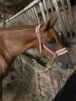 Vente de poney