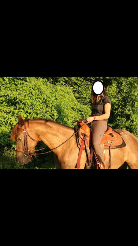 Vente de cheval : DJ Cheeky Girl