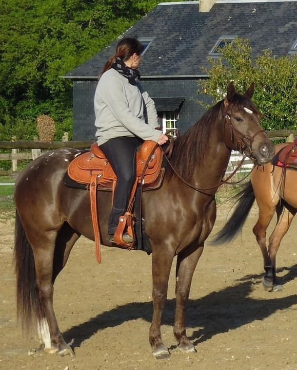 Vente de cheval : DJ Cheeky Girl