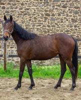 Vente de cheval : Pouliche Anglo-Arabe 2 ans 