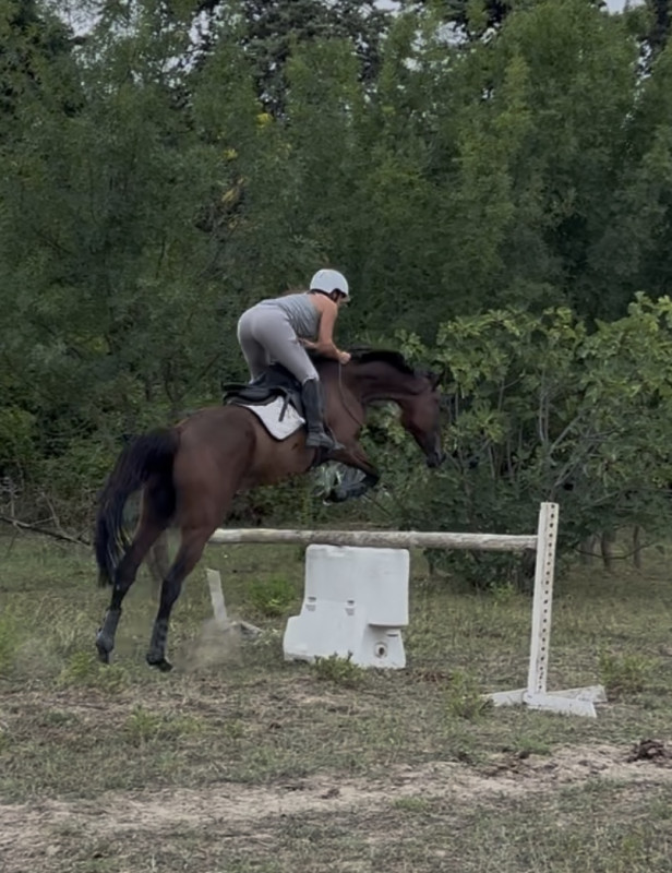 Vente de cheval : Mavala