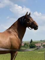 Demi pension cheval Pure race espagnole