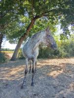 Vente de cheval : Mistinguette 