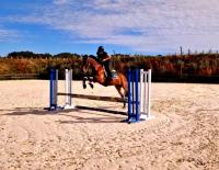 Vente de poney