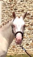 Vente de poney