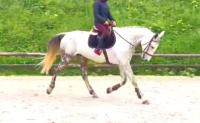 Vente de cheval :  