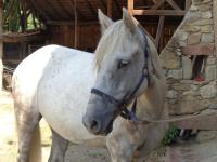 Vente de cheval : Lotus